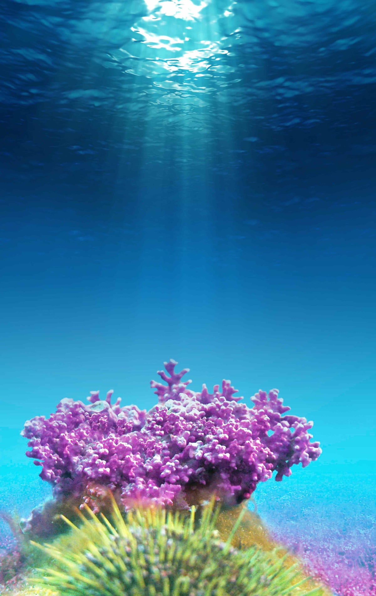 Aquamin, calcified red sea algae.