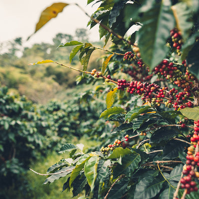 Organic Peruvian coffee beans