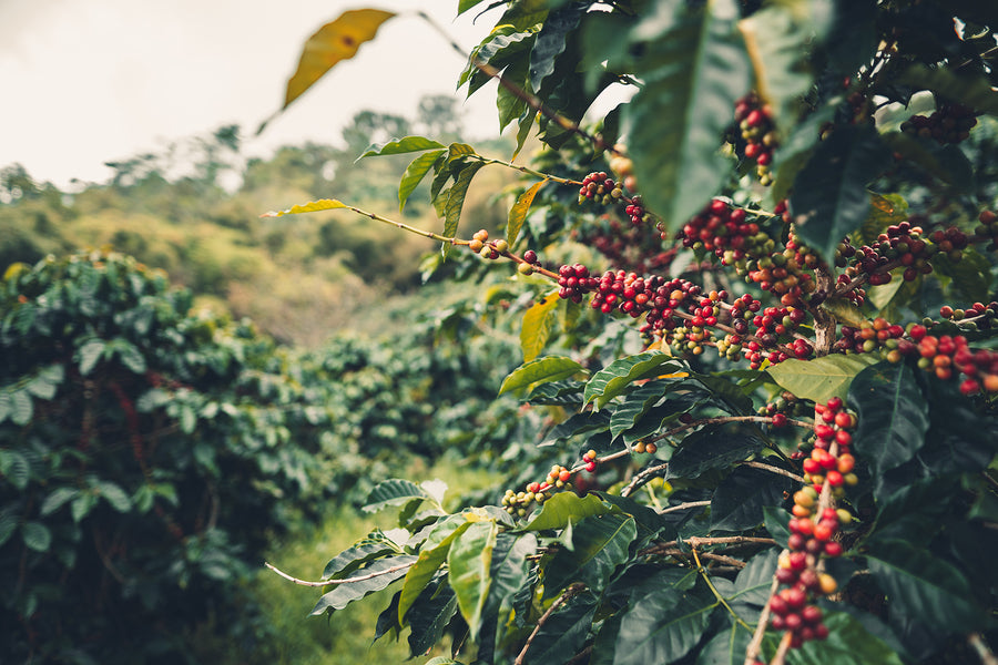 Organic Peruvian coffee beans