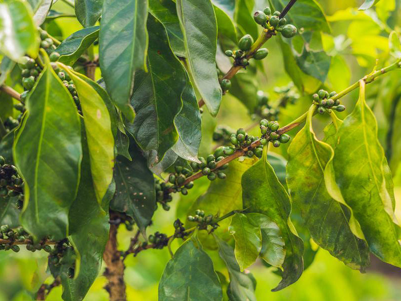 Organic Peruvian Coffee