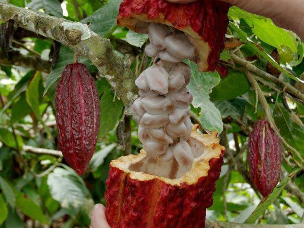 Cacao beans