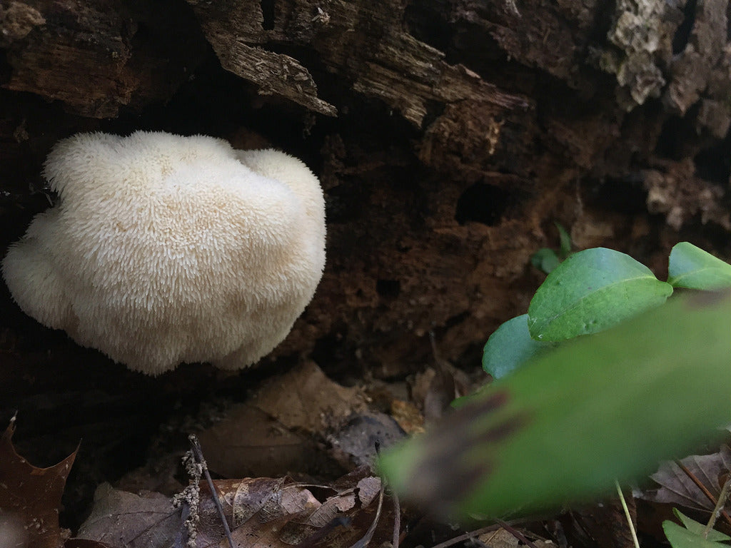 Lion's Mane Mushroom