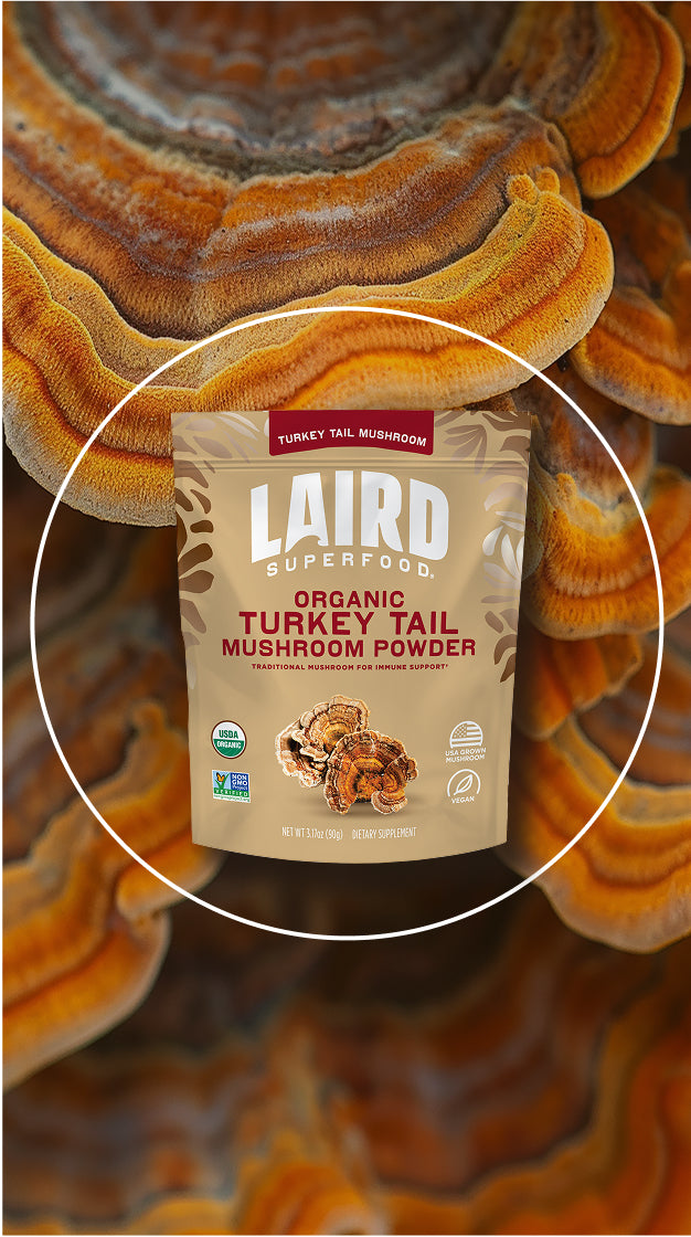 Laird Superfood organic turkey tail mushroom powder with a turkey tail mushroom background