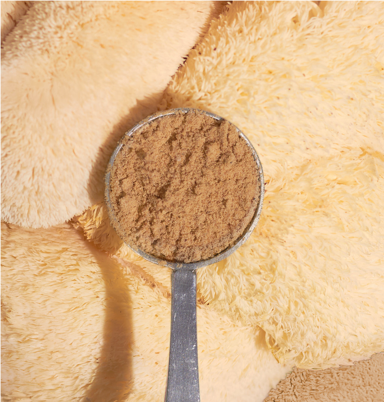 Lion's mane mushroom powder in a scoop with lions' mane mushroom background.
