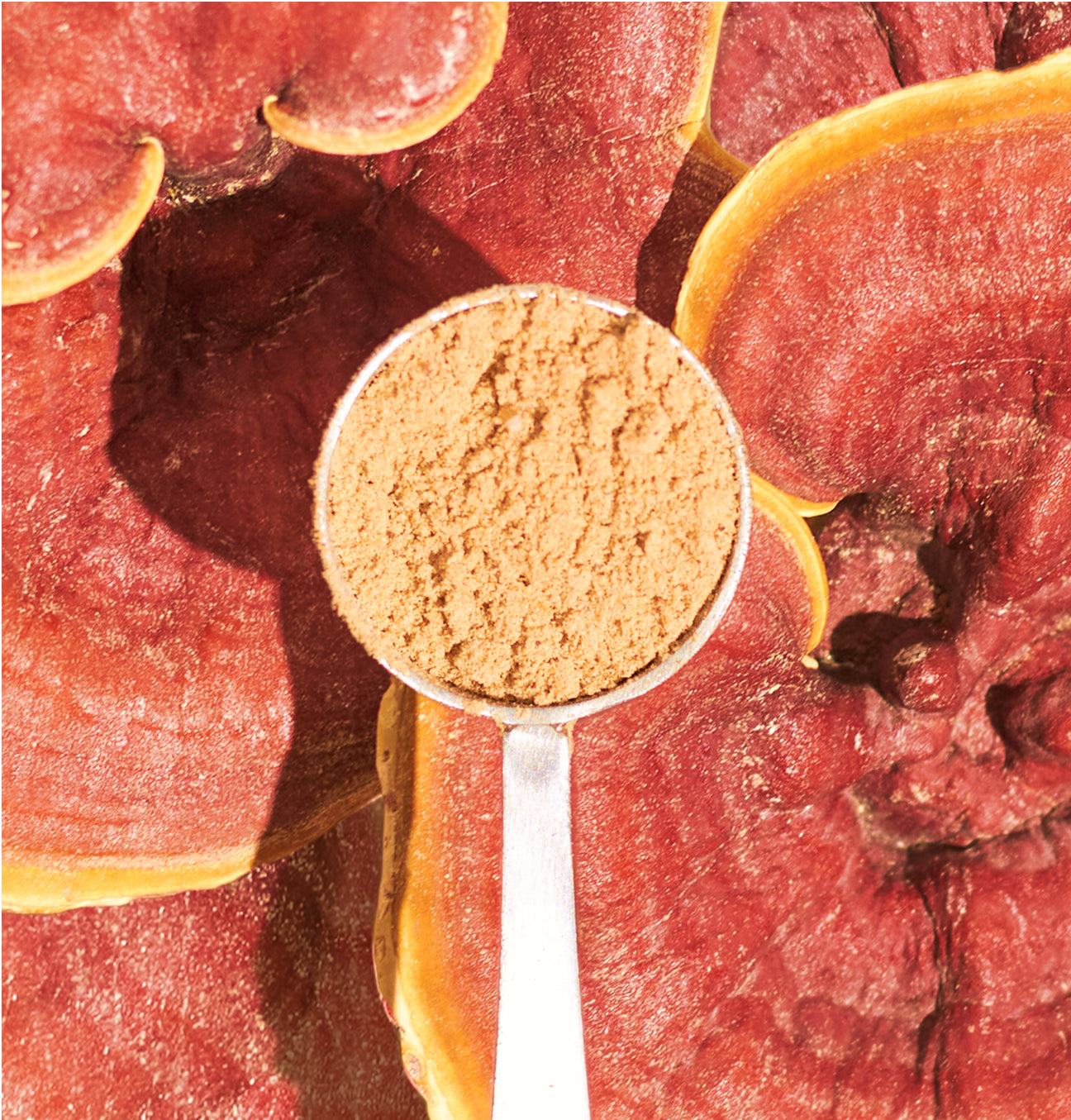 reishi mushroom powder in a scoop with a reishi mushroom background.