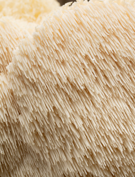 Organic Lion's Mane Mushroom