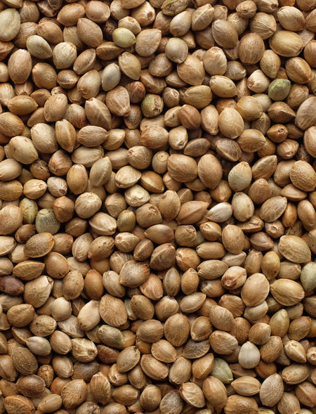 Hemp Protein