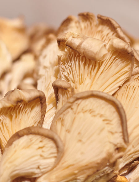Organic Oyster Mushrooms