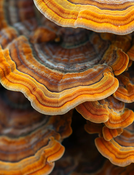 Organic Turkey Tail Mushrooms
