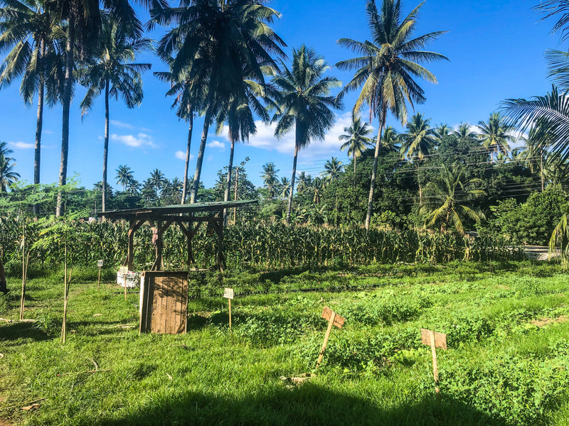 Coconut Milk Farm in the Philippines 