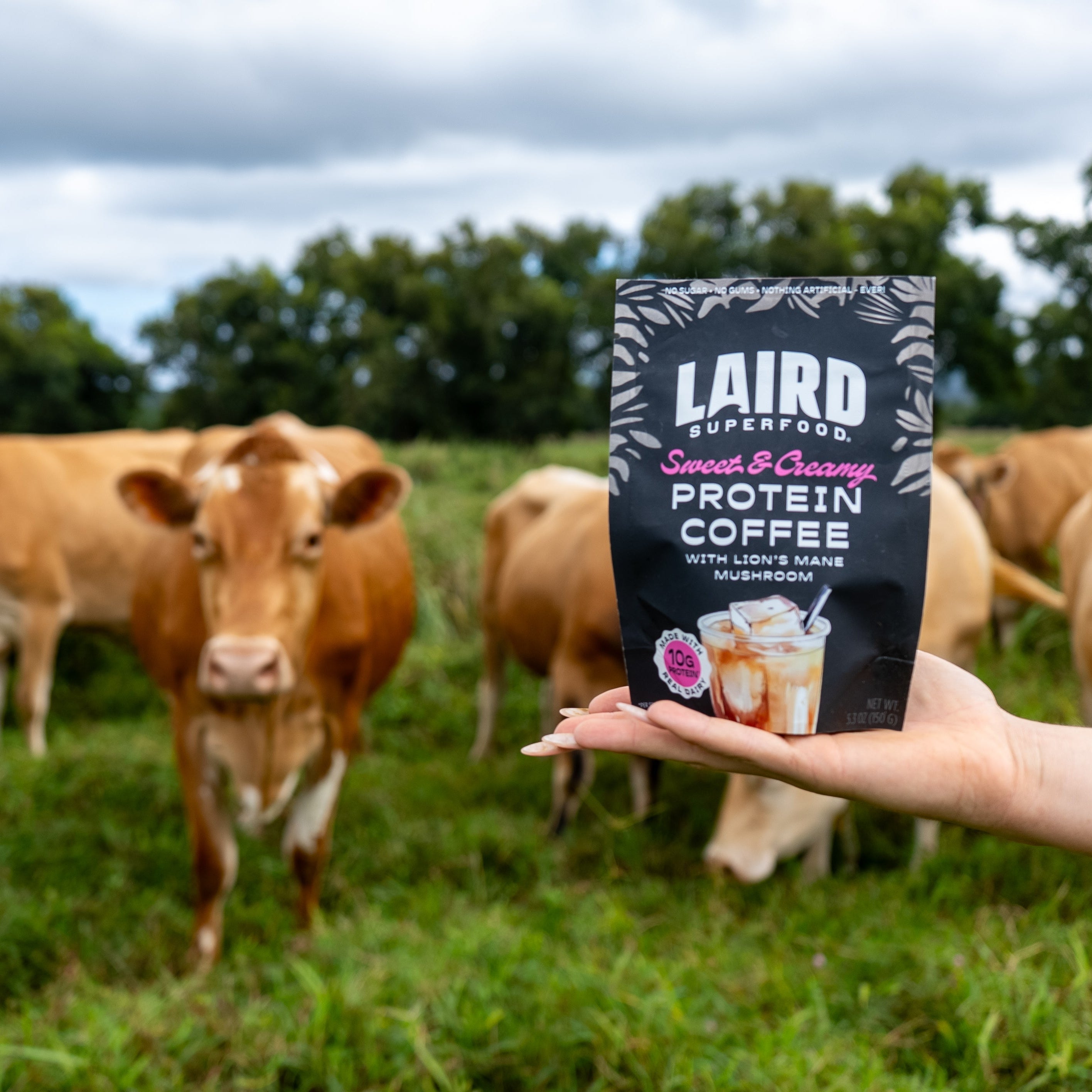 Sweet & Creamy Protein Coffee 5.3oz – Laird Superfood