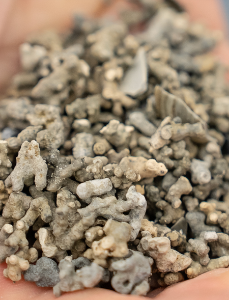 Seaweed Derived Magnesium (Aquamin)