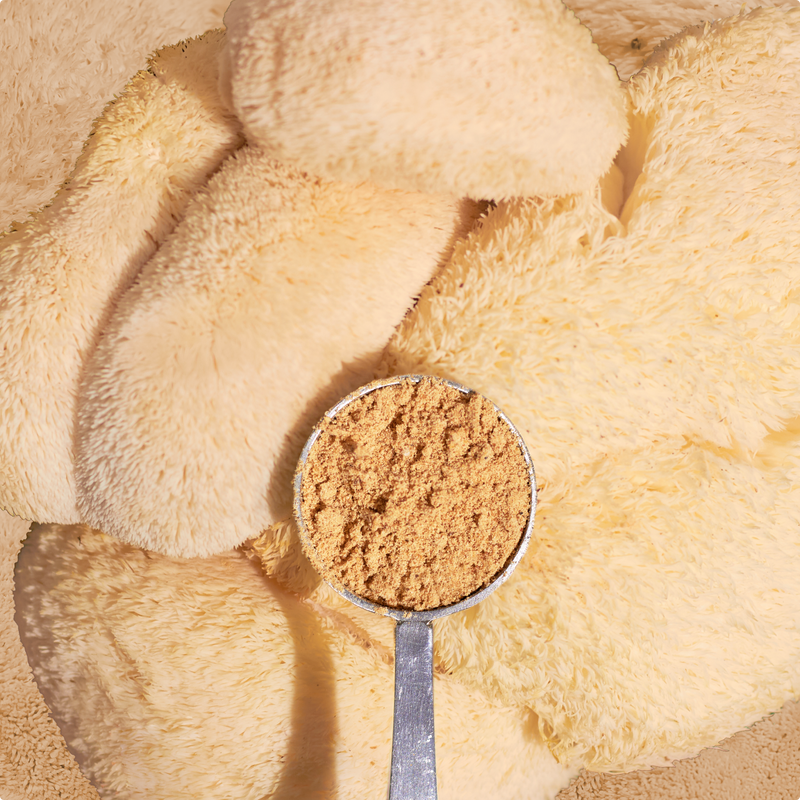 Focus and Memory Mushrooms