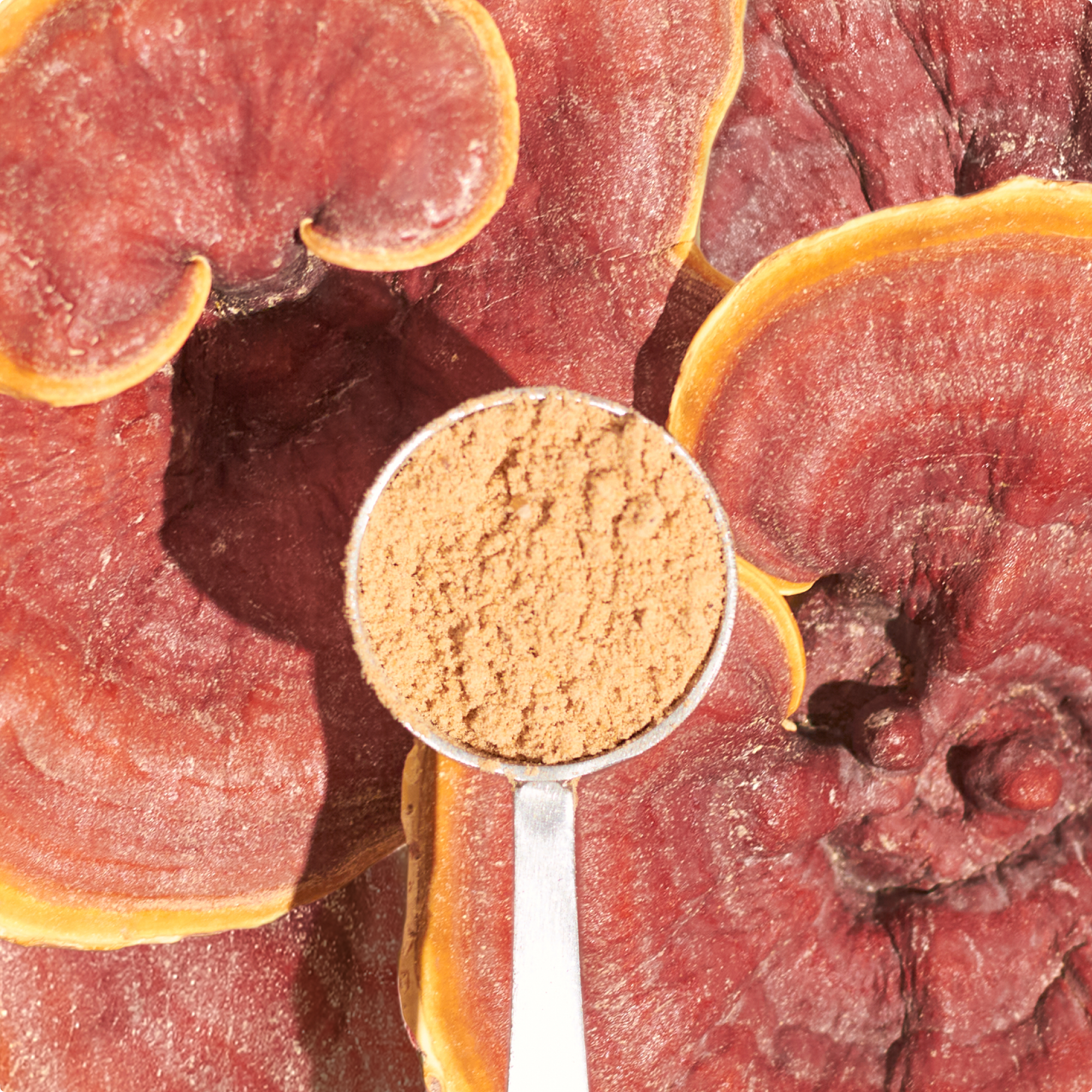 reishi mushroom powder in a scoop with a reishi mushroom background.