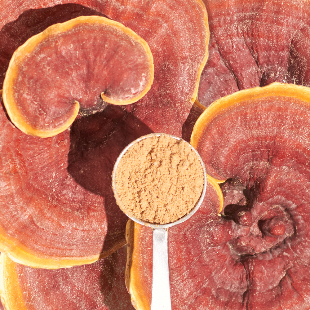 Laird Superfood reishi mushroom powder in a scoop with a reishi mushroom background