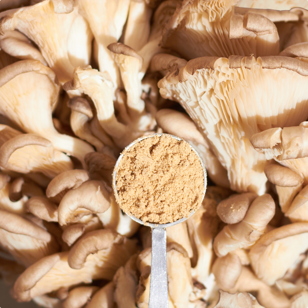 Laird Superfood oyster mushroom powder in a scoop with an oyster mushroom background.