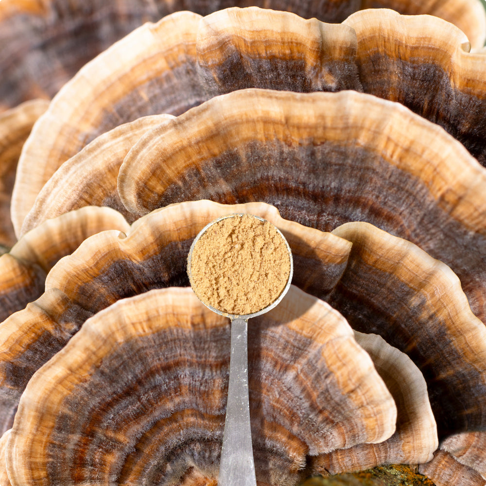 Laird Superfood turkey tail mushroom powder in a scoop with a turkey tail mushroom background.
