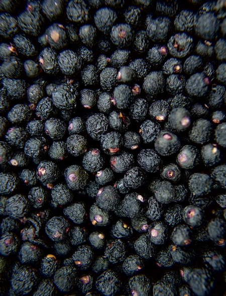 Maqui Berries