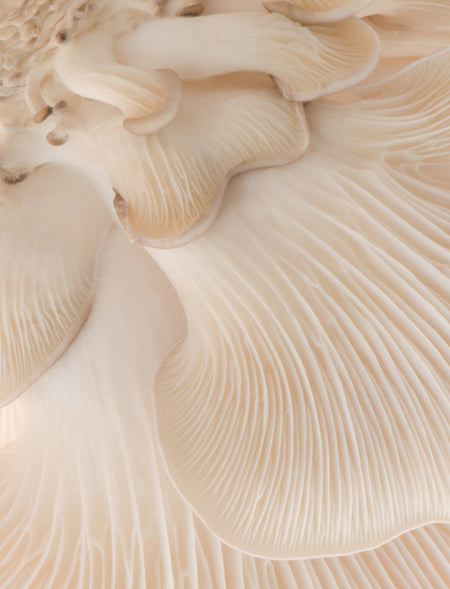 Organic Oyster Mushroom Powder