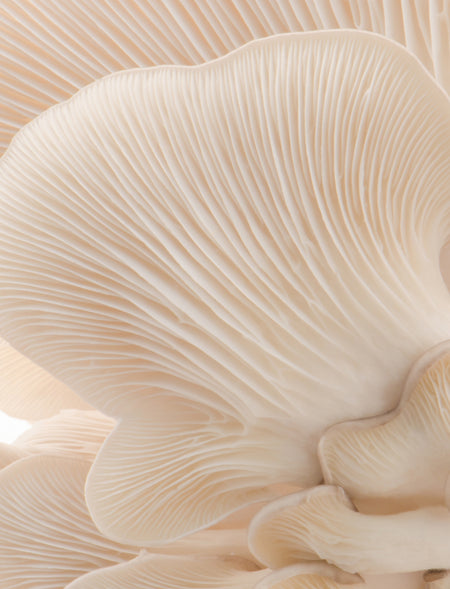 Organic Oyster Mushroom Powder