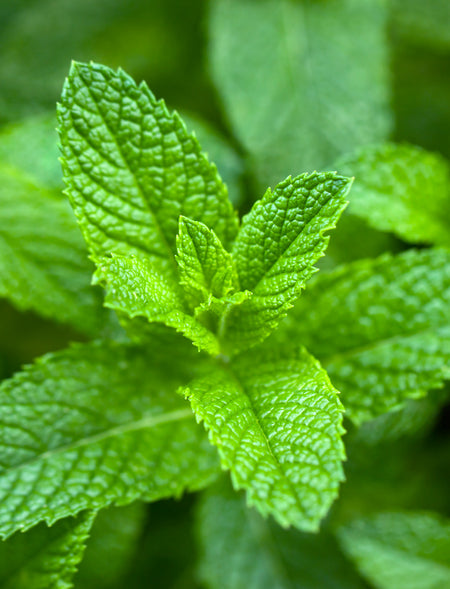 Peppermint Oil