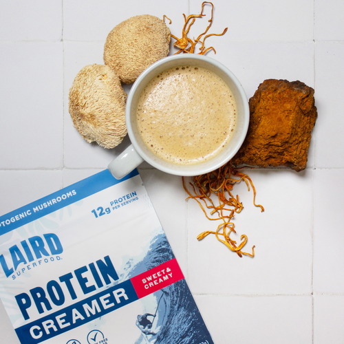 Laird Superfood Protein and Creamer Powder mixed in a frothy cup of coffee next to adaptogenic mushrooms