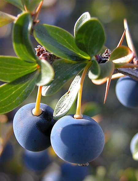Calafate Berry