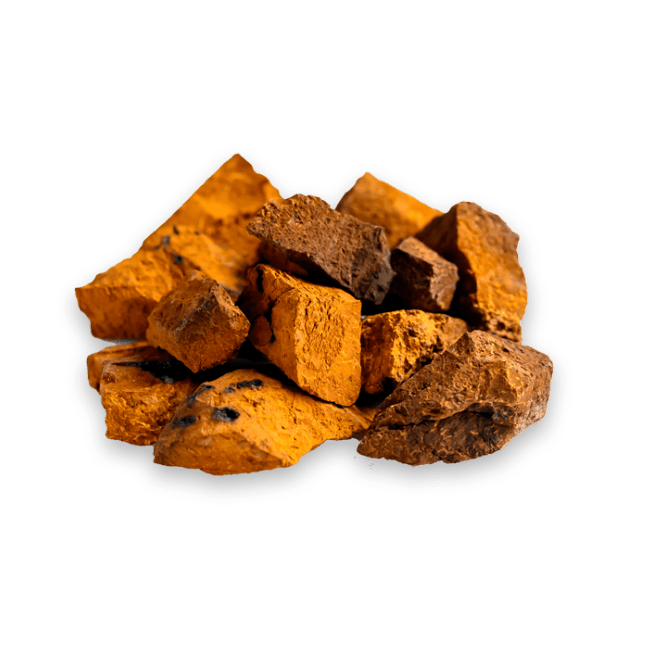 Chaga