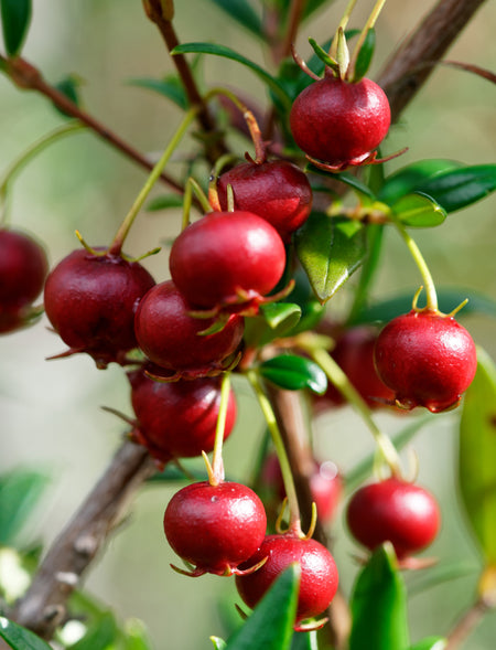 Coffee Berry