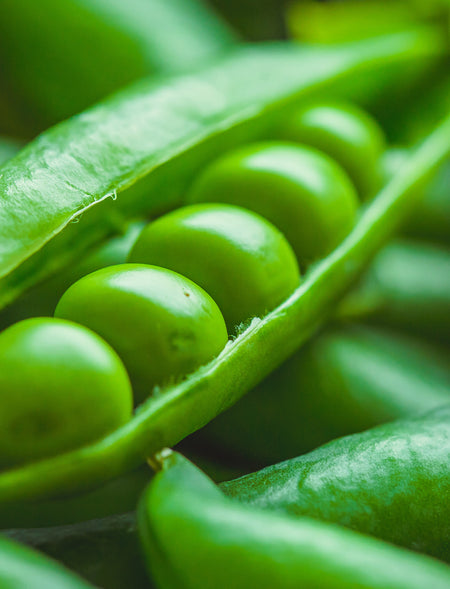 Pea Protein