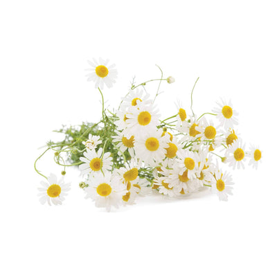 Chamomile