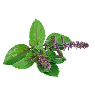 Holy Basil