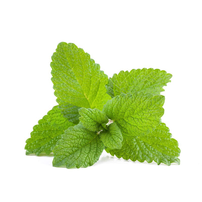 Lemon Balm