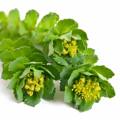 Rhodiola Rosea Extract